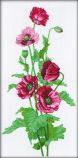 M081 Маки (Poppies), RTO