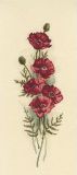 M450 Восточные маки (Oriental poppies), RTO