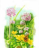 PN-0144570 Маленькая птица (Little bird), Lanarte