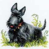1281 Скотч-терьер, Риолис