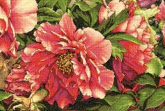 70-35298 Коралловые пионы (Coral Peonies), Dimensions