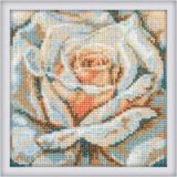 C072 Чайная роза (Tea-Rose), RTO