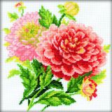 M075 Георгины (Dahlias), RTO