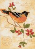 06237 Яркая иволга (Elegant Oriole), Dimensions