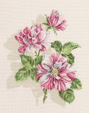 M507 Розы Фердинанд Пишар (Roses Ferdinand Pishar), RTO