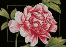 PN-0155749 Розовая роза (Pink rose), Lanarte