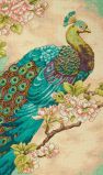 70-35293 Индийский павлин (Indian Peacock), Dimensions
